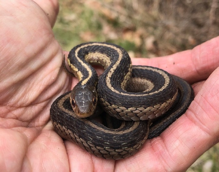 Eastern Garter Snake